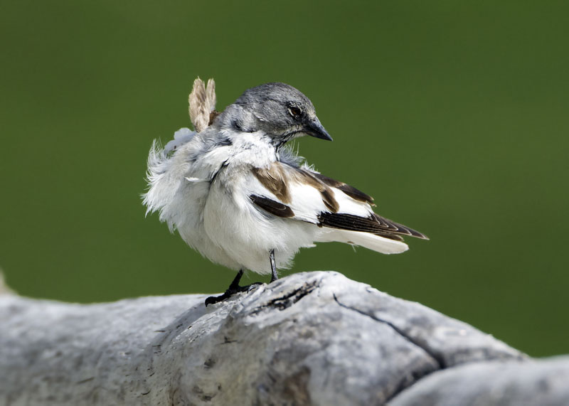 Fringuello alpino, Montifringilla nivalis